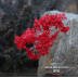 Artificial Cherry Branches Three Pronged Encrypted Peach Blossom Branch